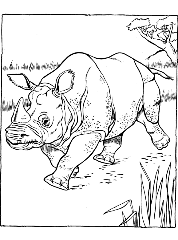 Kids-n-fun.com | Coloring page Rhino indian rhinoceros